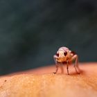 Insekt auf dem Pilz