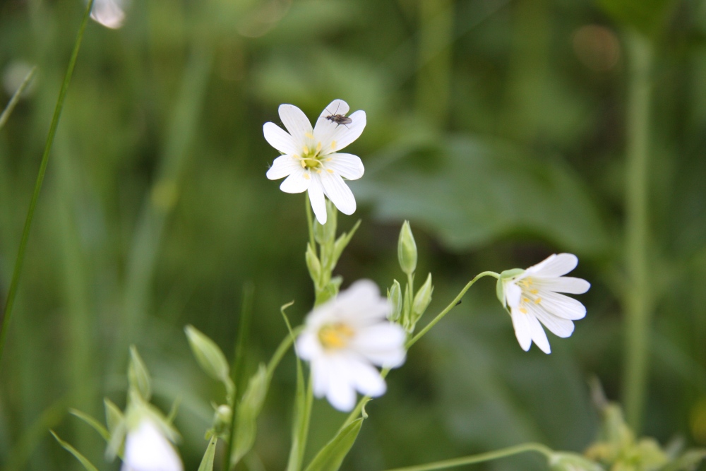 Insekt auf der Blüte