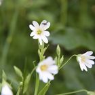 Insekt auf der Blüte