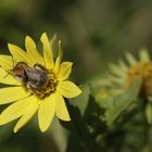 Insekt auf einer Blüte