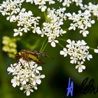 Insekt auf einer Blume