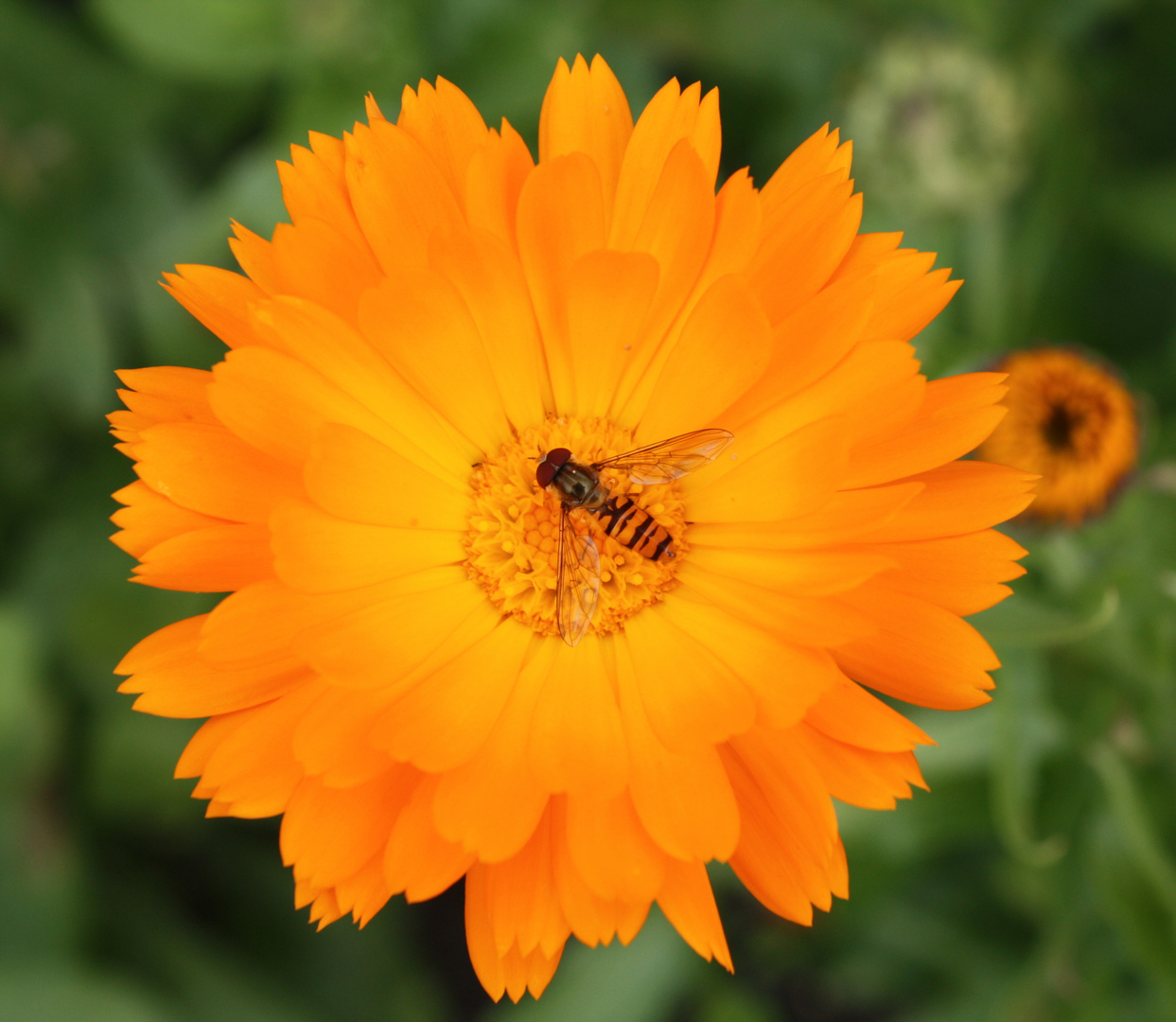 Insekt auf einer Ringelblume