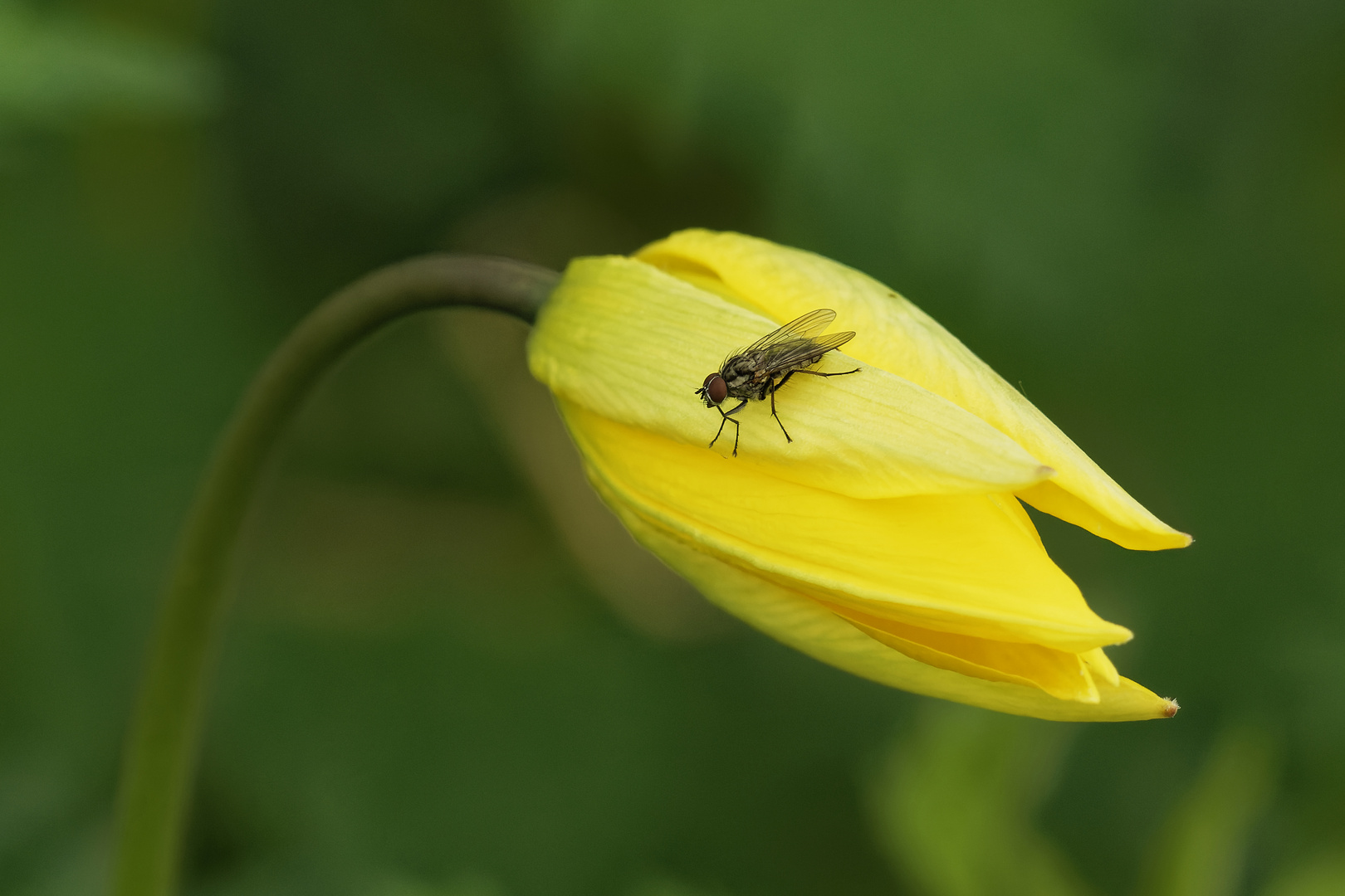 Insekt auf einer wilden Tulpe.