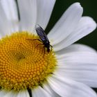 Insekt auf Gänseblümchen