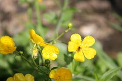 Insekt auf gelber Blume