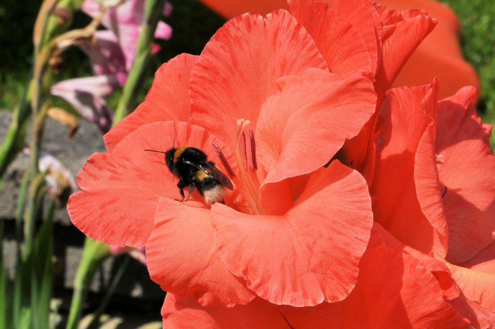 Insekt auf Gladiole