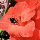 Insekt auf Gladiole