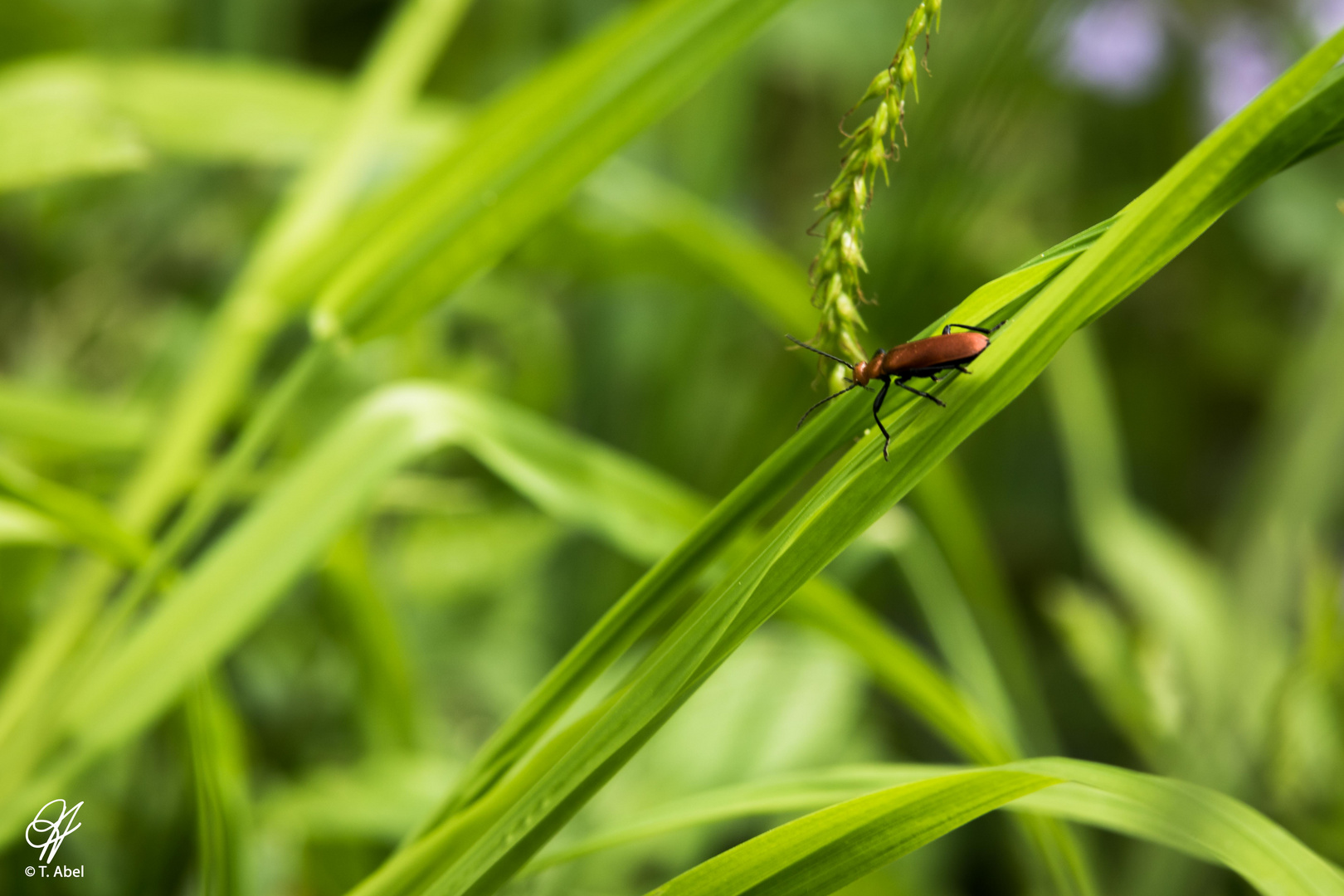 Insekt auf Gras - Kühkopf