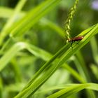 Insekt auf Gras - Kühkopf