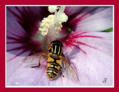 Insekt auf Hibiskus