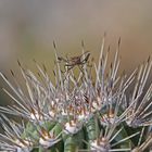 Insekt auf Kaktus
