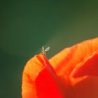 Insekt auf Mohnblüte