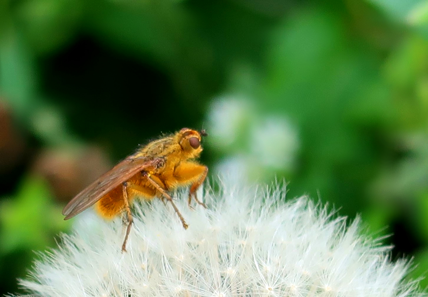 Insekt auf Pusteblume