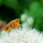 Insekt auf Pusteblume