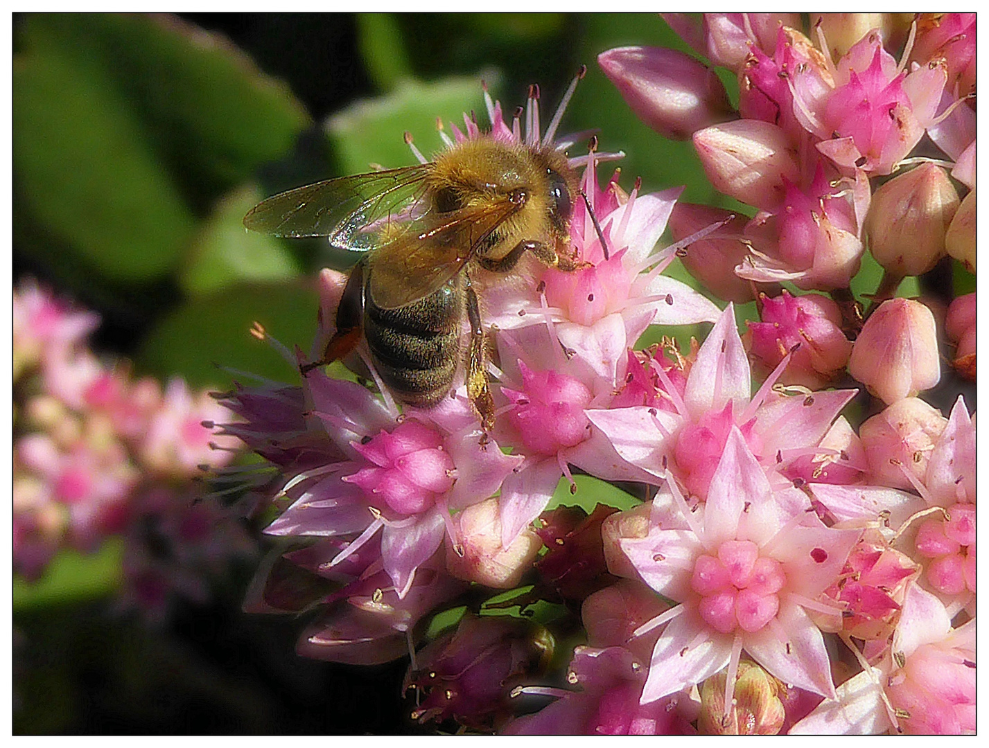 Insekt auf rosa Blüten