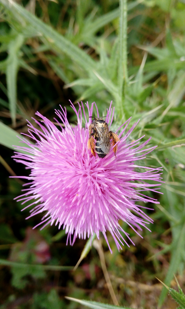 Insekt auf violettfarbener Blüte