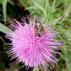 Insekt auf violettfarbener Blüte