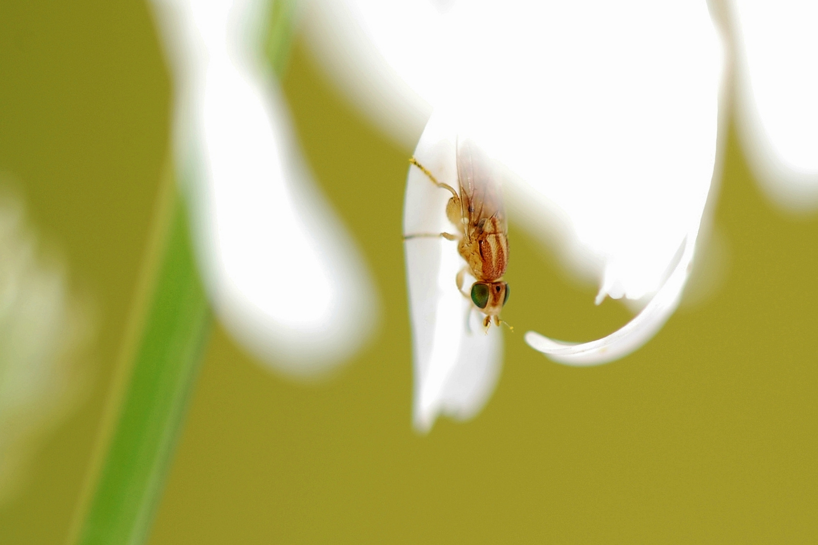 Insekt auf weißer Blüte