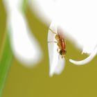 Insekt auf weißer Blüte