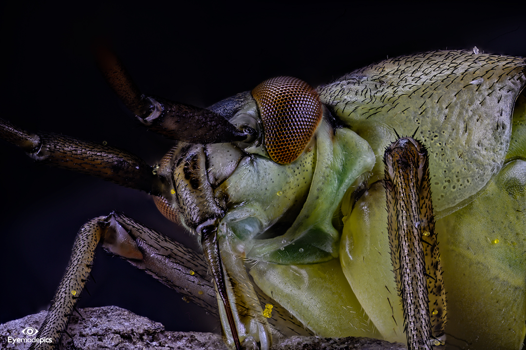 Insekt aus der Familie der Weichwanzen (Miridae)