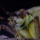 Insekt aus der Familie der Weichwanzen (Miridae)