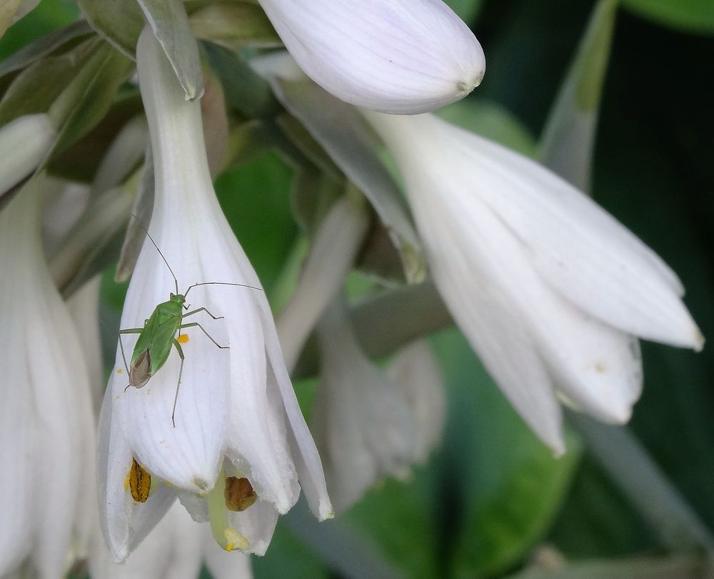 Insekt besucht Blüte