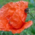 Insekt besucht den Mohn