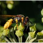 Insekt (Bienenwolf?) auf Efeu