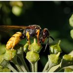 Insekt (Bienenwolf?) auf Efeu