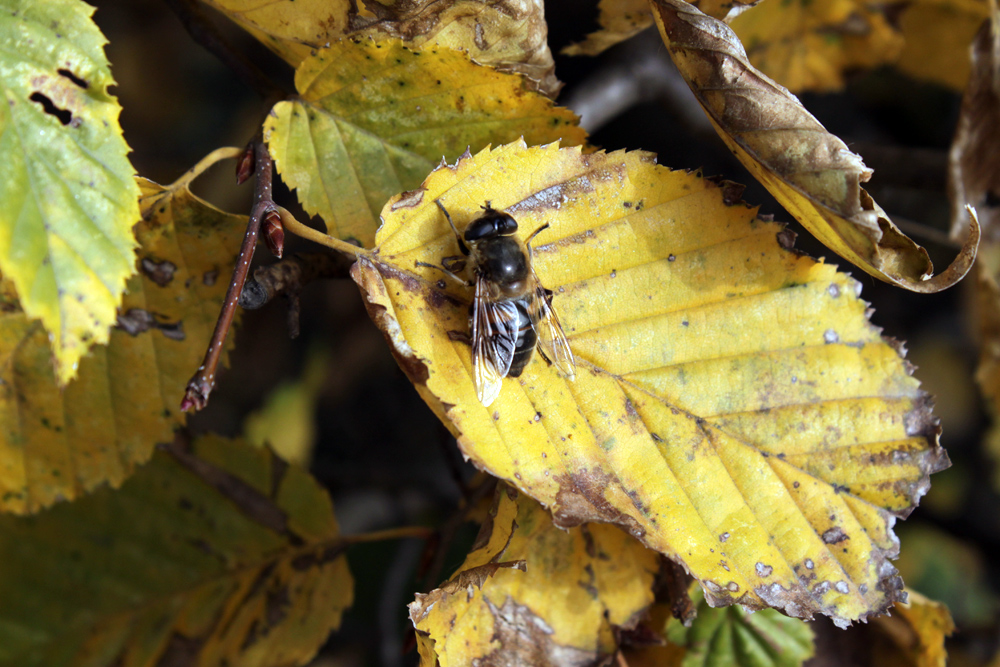 Insekt des Herbstes