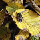 Insekt des Herbstes