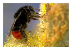 Insekt des Jahres 2005 - Die Steinhummel (Bombus lapidarius)