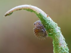 Insekt des Jahres 2016 (Allacma fusca)