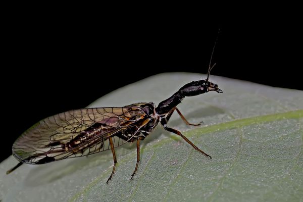 Insekt des Jahres 2022 ...