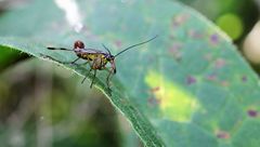 Insekt - Erste versuche mit DSLR