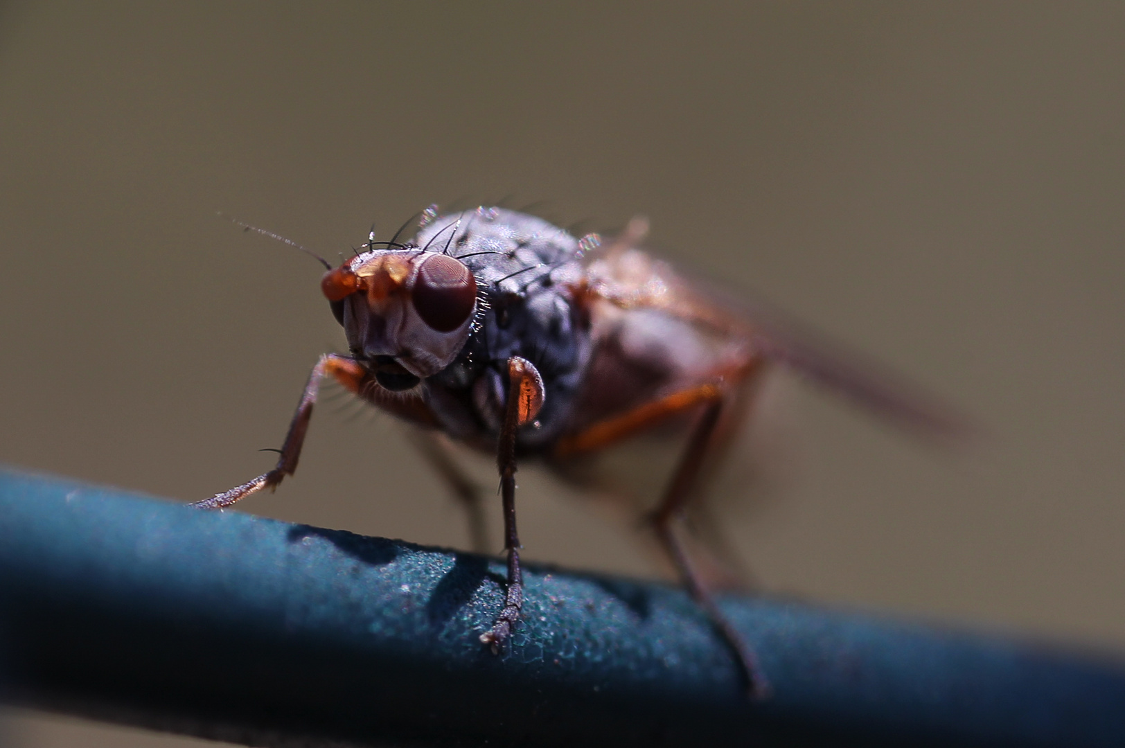 Insekt - Fliege gezoomt