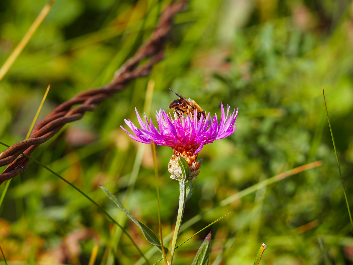 Insekt gelandet auf einer Flockenblume