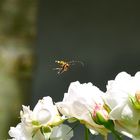 Insekt im Anflug