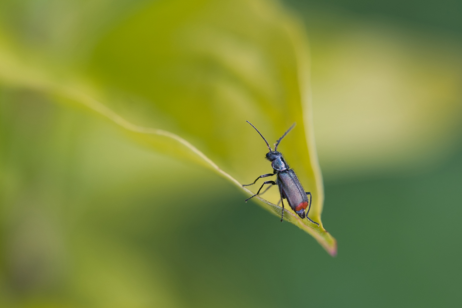 Insekt im Blatt