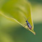 Insekt im Blatt