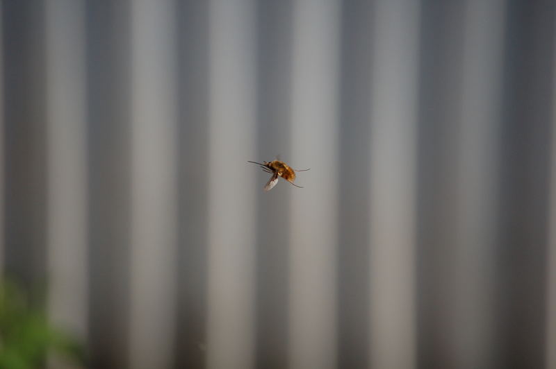 Insekt im Flug