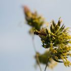 Insekt im Gras versteckt