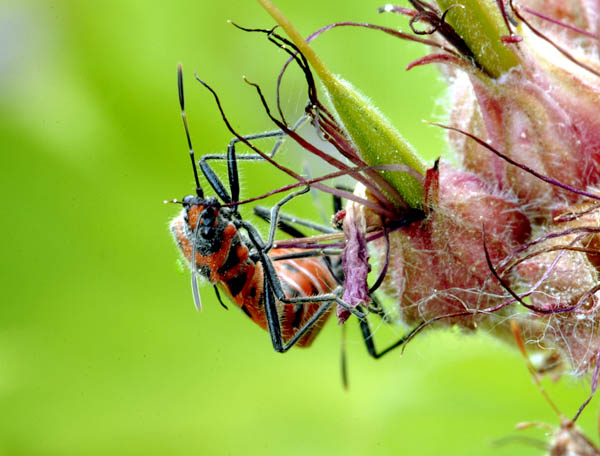 Insekt im heimischen Garten von Daniel W. Bittner