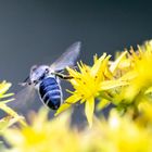 Insekt im Hexengarten