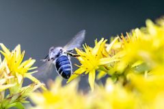 Insekt im Hexengarten