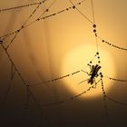 Insekt im Spinnennetz