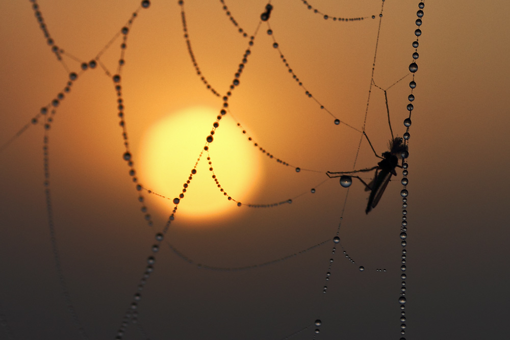 Insekt im vom Morgentau umgebenen Spinnennetz