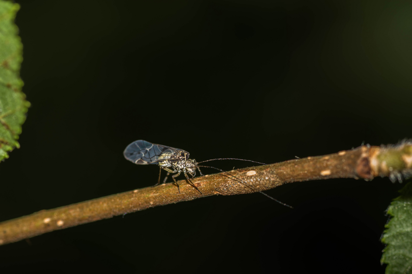 Insekt im Wald