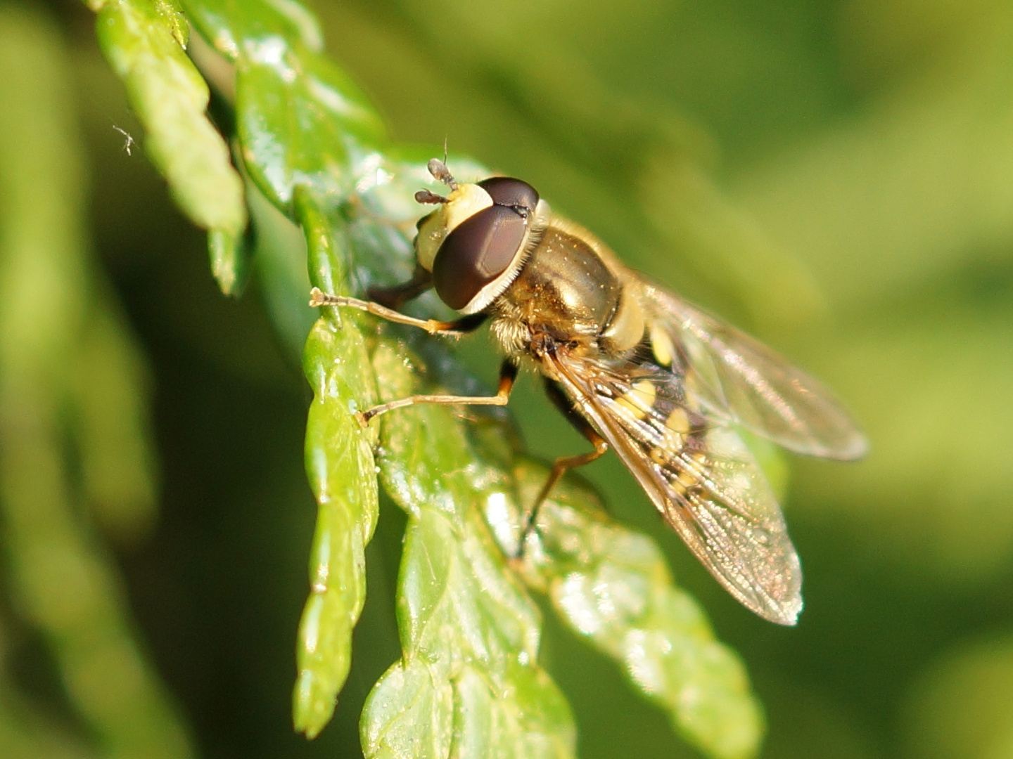 Bremse Foto & Bild  tiere, wildlife, insekten Bilder auf fotocommunity