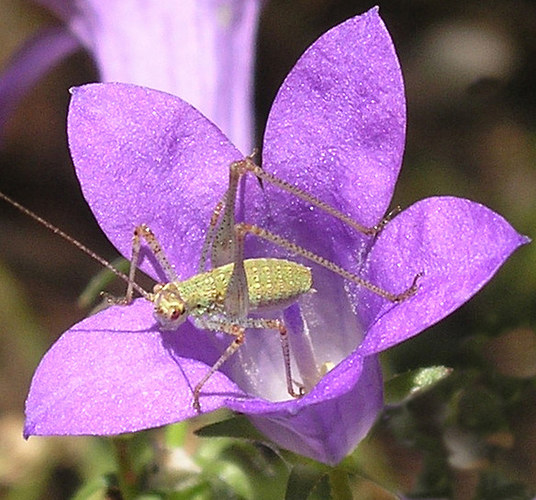 Insekt in einer kleinen Glockenblume